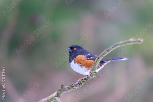 Spotted towhee on branch © Jiayin