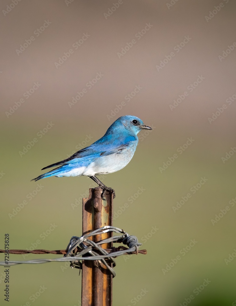Mountain bluebird on a fence looking really blue against a green/brown out of focus background