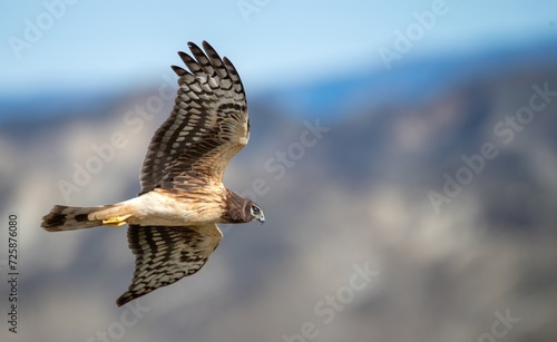 Obraz na plátně Northern harrier marsh hawk in up close flights in great light showing owl-like