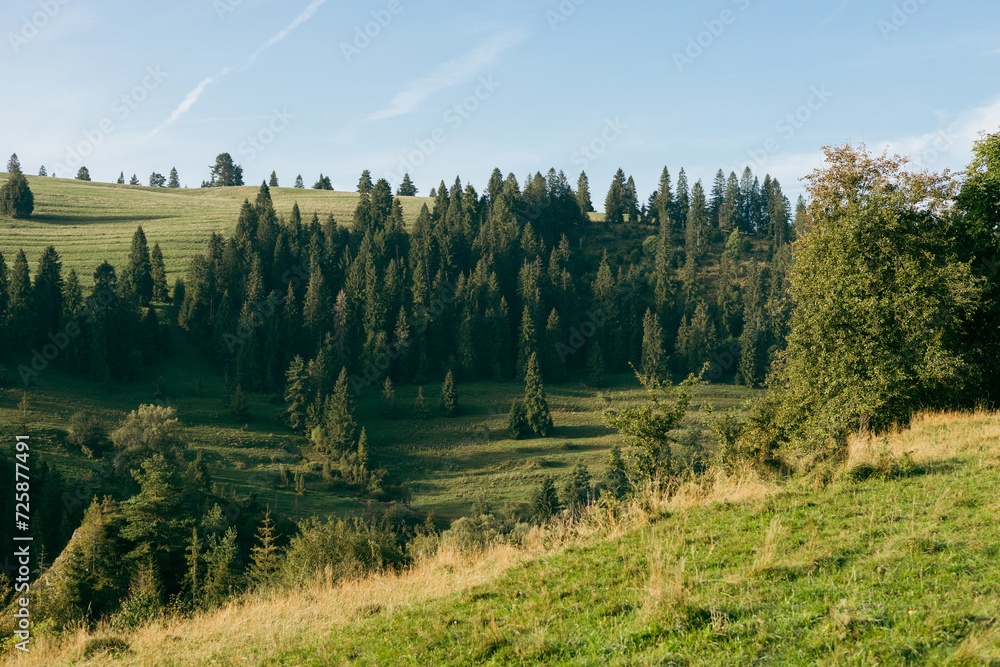 Wonderful nature scenery with forested rolling hills and green grassy meadows in morning light.