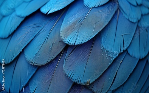 texture or background with blue feathers, macrophotography,close up
