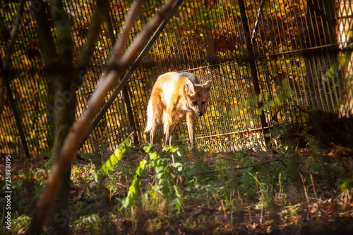 An autumnal photo of maned wolf behind a fence. Also known as Chrysocyon brachyurus. photo
