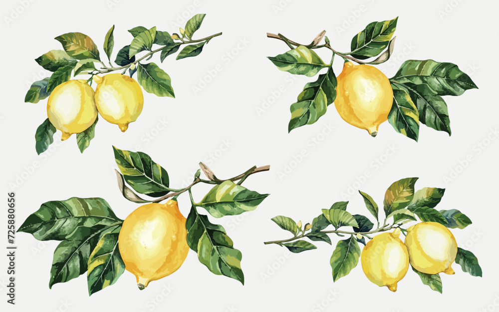 Obraz premium set of watercolor yellow lemons on branches with leaves illustration