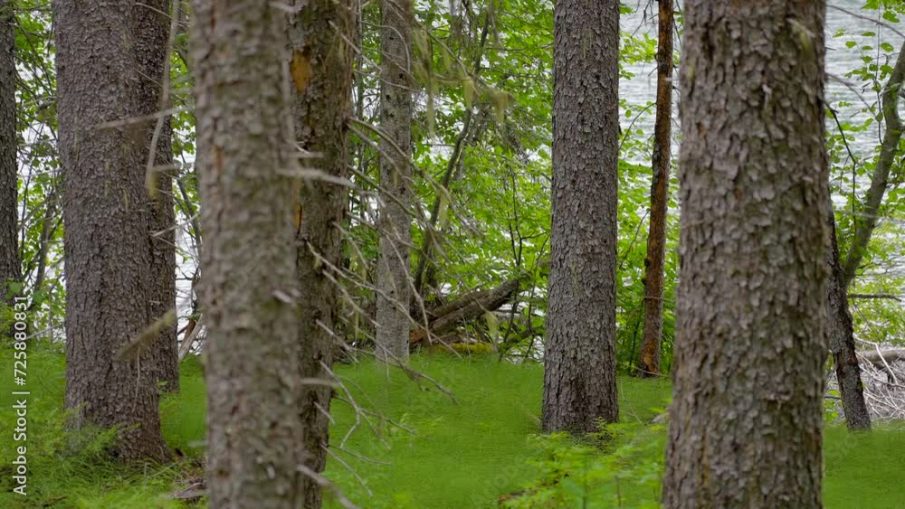 Establishing shot of trail in forest in slow motion at in Vancouver, Canada, North America. Day time on Jun 2023. Still camera. ProRes 422 HQ. Establishing shot of trail in forest in slow motion at in Vancouver, Canada, North America. Day time on Jun 2023. Still camera. ProRes 422 HQ.
