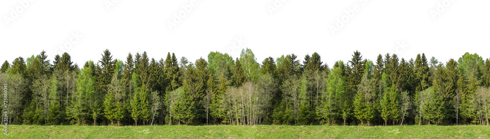 Summer green forest on the horizon with grass is isolated. The edge of a forest with deciduous and coniferous trees, natural background. Wide size Summer green forest on the horizon with grass is isolated. The edge of a forest with deciduous and coniferous trees, natural background. Wide size