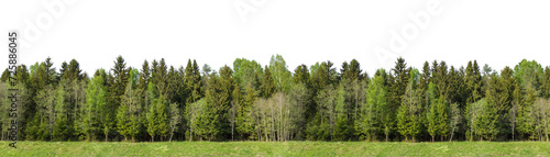 Summer green forest on the horizon with grass is isolated. The edge of a forest with deciduous and coniferous trees, natural background.  Wide size