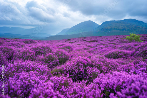 Vast field of purple Scottish heather flowers, overcast, Scotland landscape