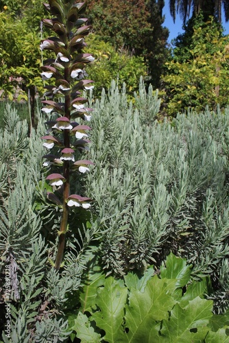 Canvas Print Bear's breeches Acanthus mollis in a Mediterranean garden in Rhodes Old Town