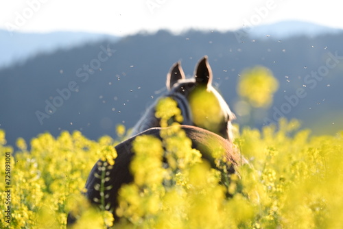 Insektenplage. Schönes Pferd frei zwischen gelben Blumen auf einer Wiese wird von Insekten attackiert. photo