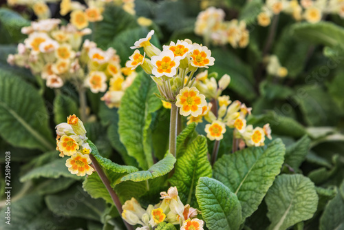 Primula Lime with Orange with beautiful light yellow flowers and an orange center