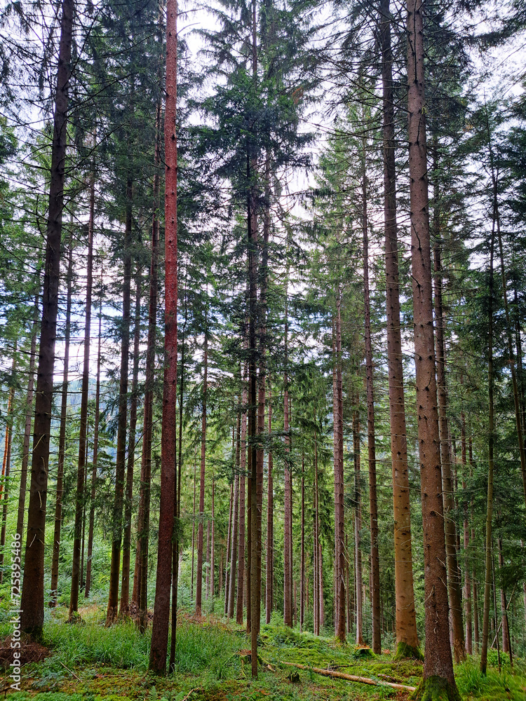 Fototapeta premium Vertical photo of the forest near Bad Teinach Zavelstein Germany