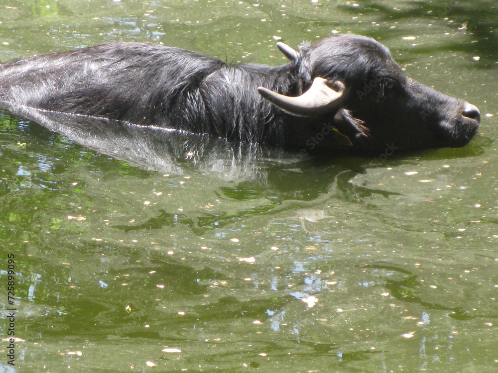 Naklejka premium Schwimmender Büffel