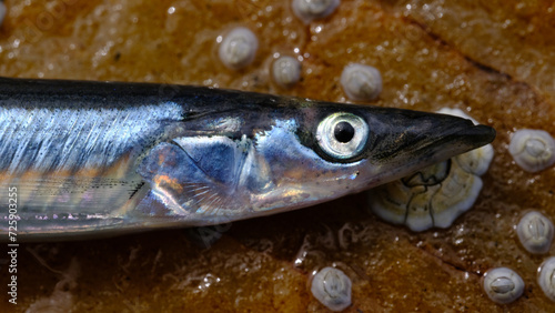 Ammodytes Fish at low tide. Norway