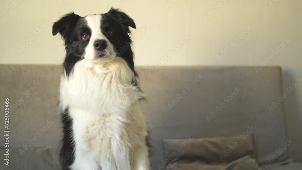 Funny portrait of puppy dog border collie waving paw sitting on couch. Cute pet dog resting on sofa at home indoor. Funny emotional dog, cute pose. Dog raise paw up Funny portrait of puppy dog border collie waving paw sitting on couch. Cute pet dog resting on sofa at home indoor. Funny emotional dog, cute pose. Dog raise paw up