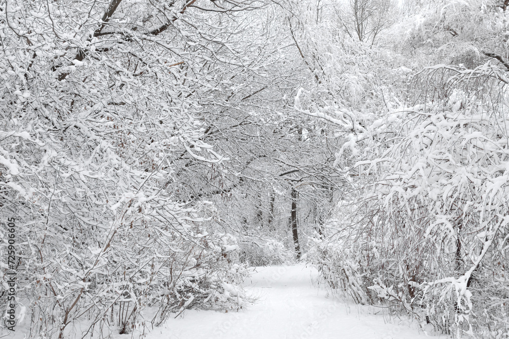 trees in the park covered with white snow. winter landscape in snow trees in the park covered with white snow. winter landscape in snow