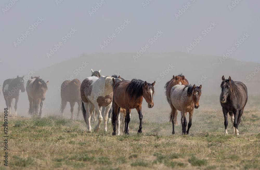 Obraz premium Wild Horses in the Utah Desert in Springtime