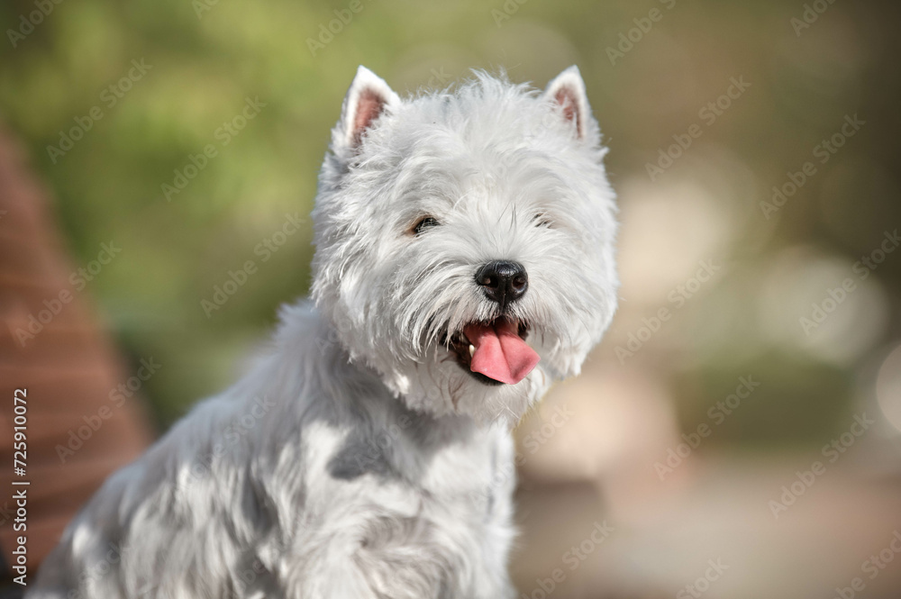 Portrait of a west highland white terrier dog