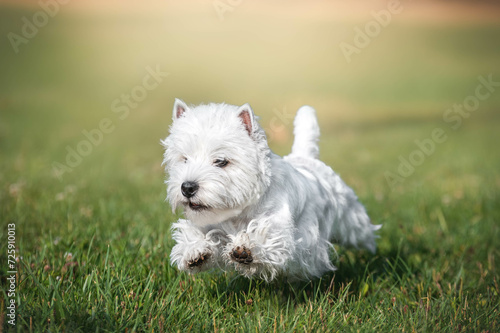 Quadro su tela west highland white terrier run on the green grass