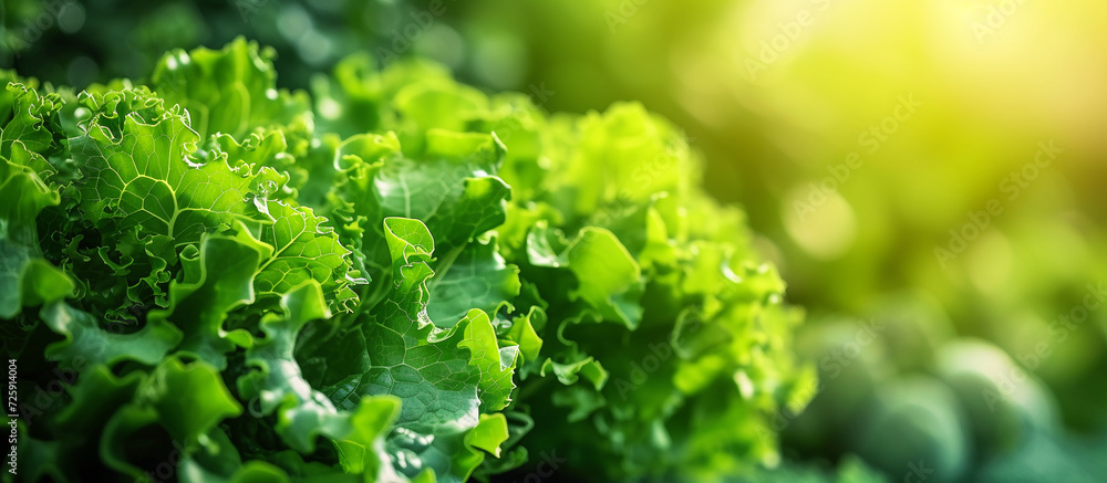 Summer garden, growing green leafy vegetables that provide nutritious organic food. Summer garden, growing green leafy vegetables that provide nutritious organic food.