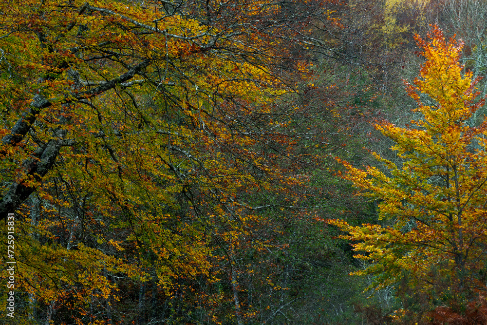 BEAUTIFUL IMAGE OF A COLORFUL BEECH TREE IN AUTUMN IN THE NATURAL PARK OF GORBEA.SPAIN.NATURA 2000 NETWORK BEAUTIFUL IMAGE OF A COLORFUL BEECH TREE IN AUTUMN IN THE NATURAL PARK OF GORBEA.SPAIN.NATURA 2000 NETWORK