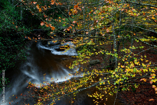 BEAUTIFUL IMAGE OF A STREAM IN A COLORFUL BEECH TREE IN AUTUMN IN THE NATURAL PARK OF GORBEA.SPAIN.NATURA 2000 NETWORK