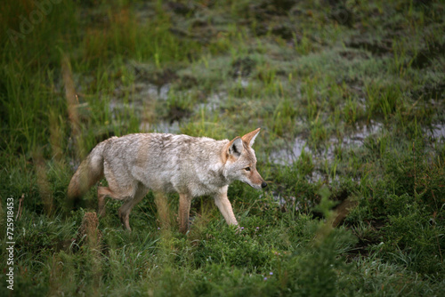 Coyote Hunting in Green Grass at Dawn