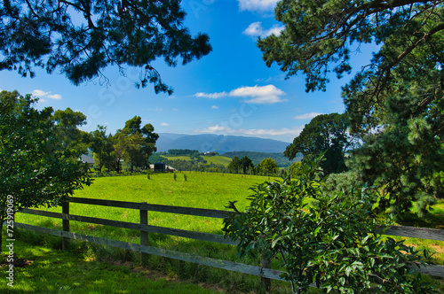 Hills with green meadows and a wooden fence in the rolling hills near Healesville, Central Victoria, Australia. In the background the forested hills of the Yarra Range. 