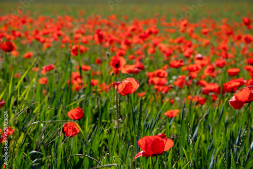 Feld mit zahllosen Blüten des roten Klatschmohns, selektive Schärfe