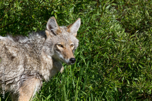 Coyote in Green Grass