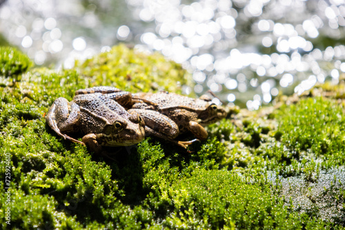 Rane a brodo del fiume al Parco Nazionale di Krka in Croazia