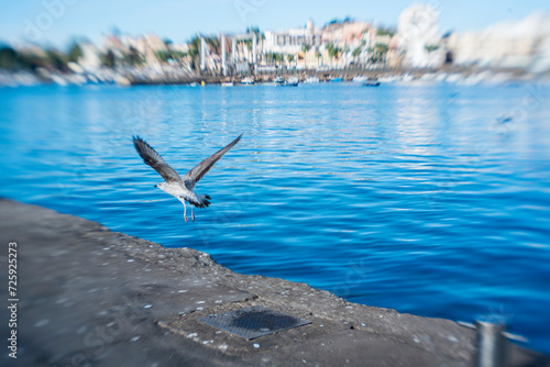 Seagulls in flight in the port © Roberto