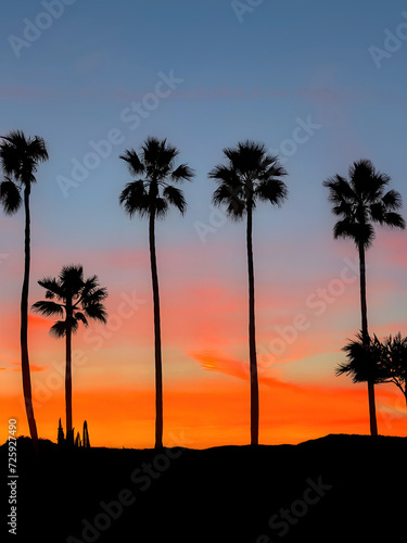 Summer sunset with dramatic orange sunset and silhouette of isolated palm trees on the beach 