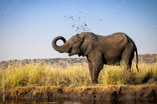 Elephant Cooling Off With Mud