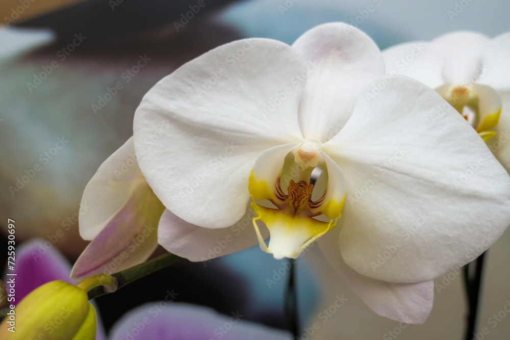 Nahaufnahme einer weißen Orchidee (Phalaenopsis) Nahaufnahme einer weißen Orchidee (Phalaenopsis)