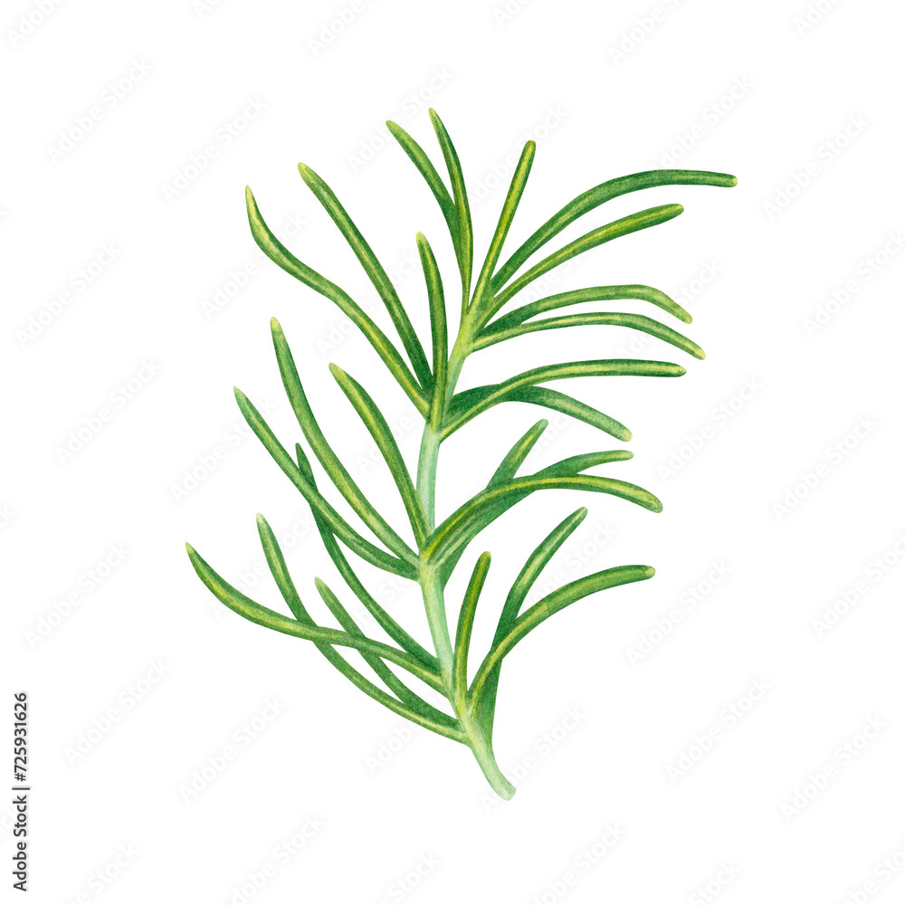 Fototapeta premium Watercolor rosemary sprig with green leaves isolated on transparent background. Herb spice for cooking. Botanical illustration hand painted. For packaging, menus, cards, printing, invitations