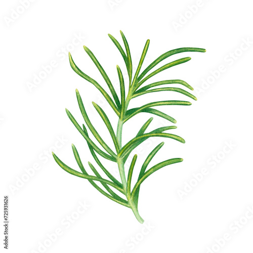 Watercolor rosemary sprig with green leaves isolated on transparent background. Herb spice for cooking. Botanical illustration hand painted. For packaging, menus, cards, printing, invitations