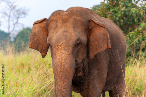 Sri Lankan elephant  Elephas maximus maximus  at Udawalawe National Park  Sabaragamuwa and Uva Provinces  Sri Lanka