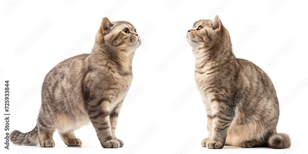 Scottish Fold Cat Scottish Fold Cat