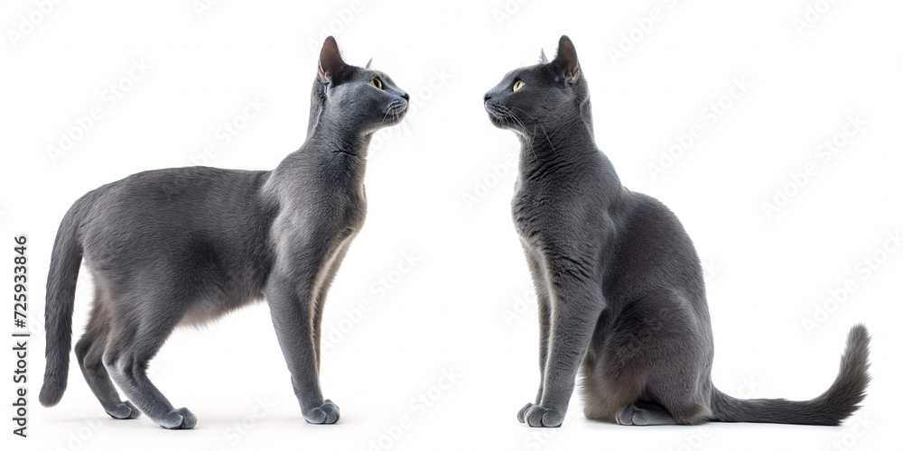 Obraz premium Russian Blue Cat
