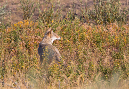 Coyote in Golden MEadow