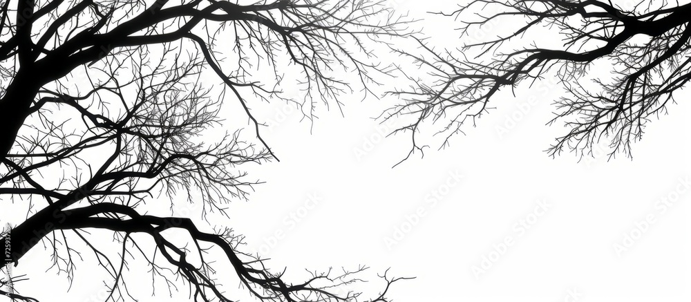 The white background showcases black silhouettes of tree branches. The white background showcases black silhouettes of tree branches.
