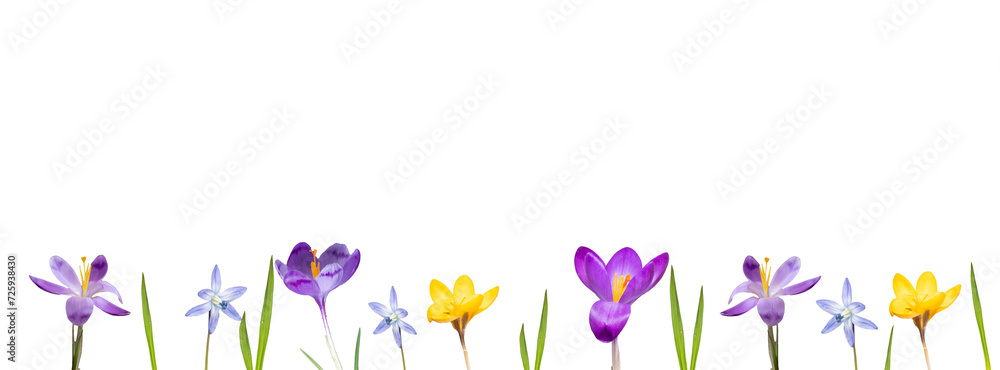 flower flat lay from different spring flowers isolated on a white background. Top view and copy space. Wind banner, minimalism
