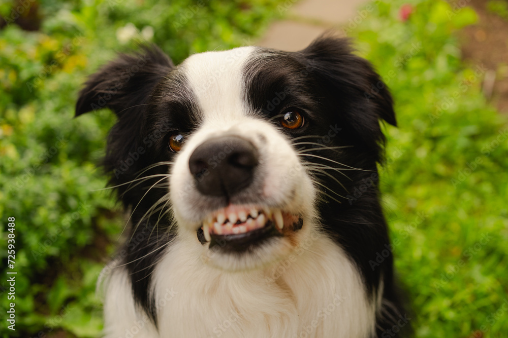 Dangerous angry dog. Aggressive puppy dog border collie baring teeth fangs looking aggressive dangerous. Guardian growling scary dog ready for attack. Pet infected by rabies.