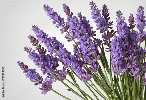 Lavender flowers isolated on white background with clipping path. Full Depth of field. Focus stacking. 