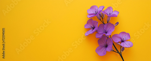 Lively spring scene with Viola tricolor flower on a bold yellow background. Happiness  awakening  nature. Copy space.