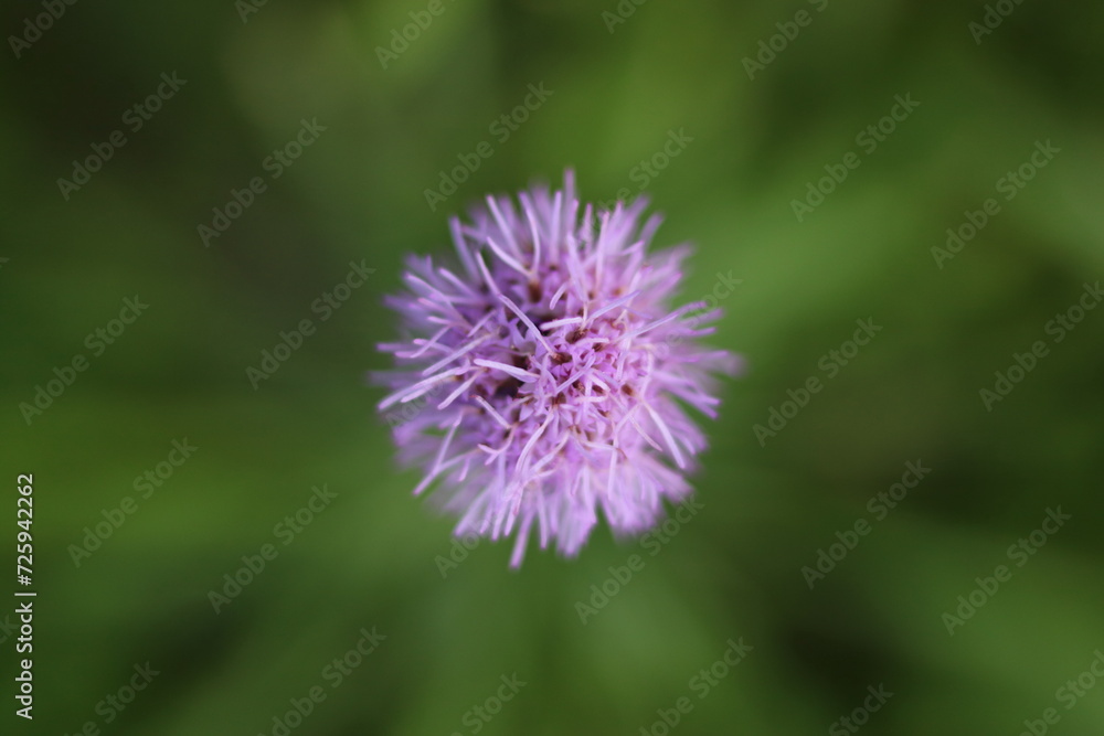 flower of Liatris spicata from above flower of Liatris spicata from above