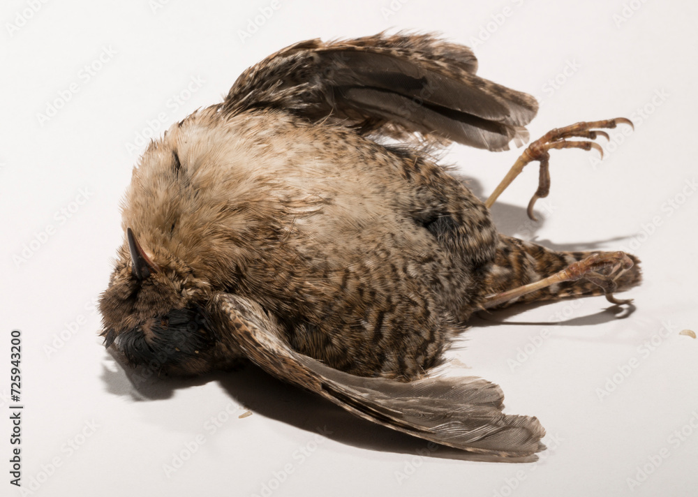 The Eurasian wren (Troglodytes) or northern wren is a very small insectivorous bird, of the wren family Troglodytidae. A dead bird on a white background.