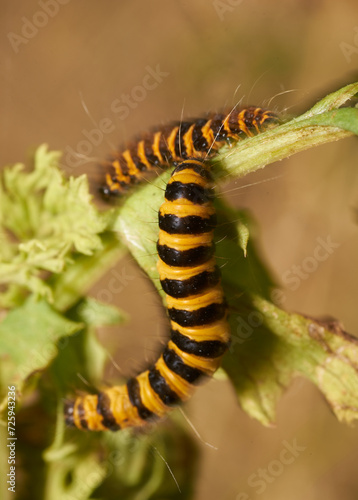 Cinnabar Larvae