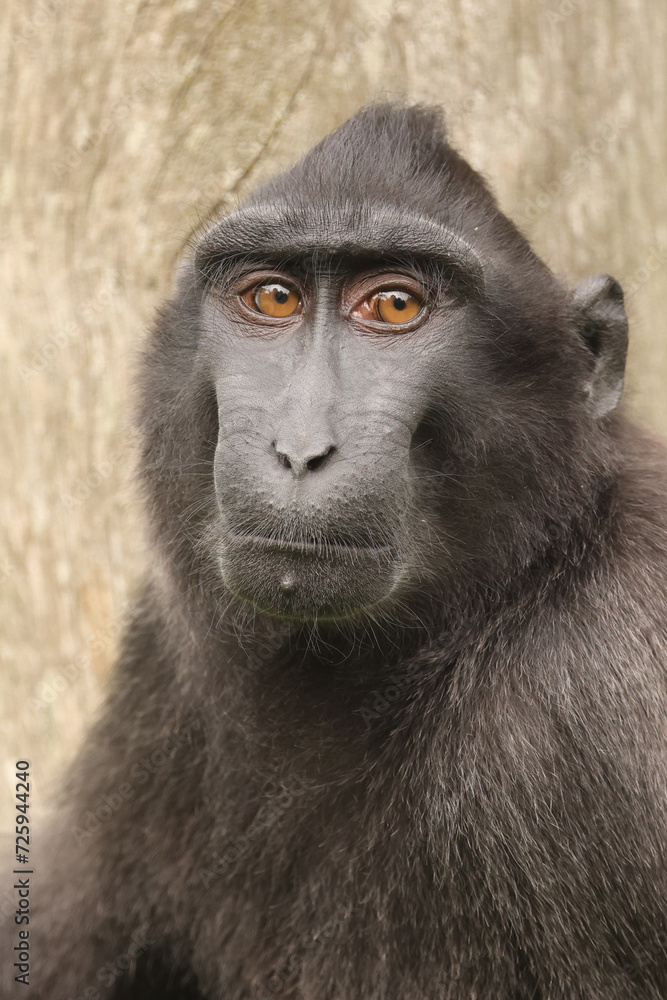 Closeup photo of a crested macaque (Macaca nigra) Closeup photo of a crested macaque (Macaca nigra)