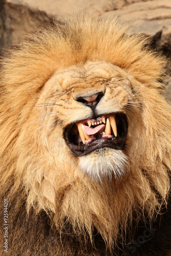 Lion  Panthera Leo  close up view